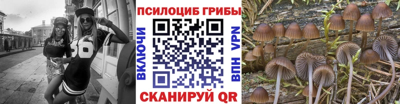 как найти   Порхов  Псилоцибиновые грибы Psilocybine cubensis 
